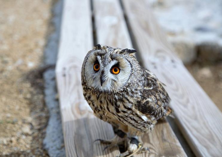 Zoo del Pirineu (Pyrenees Zoo)
